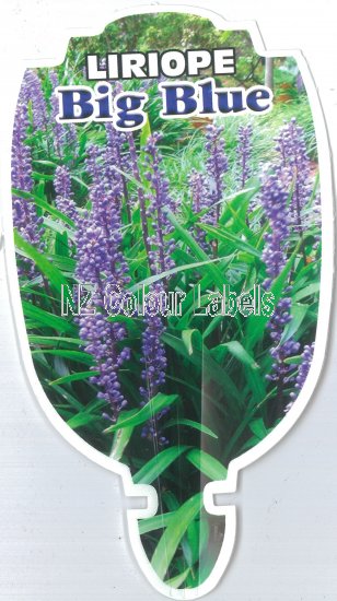 LIRIOPE muscari 'Big Blue' - Click Image to Close