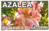 AZALEA Deciduous Occ. Delicatissima