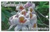 RHODODENDRON Mrs TH Lowinsky