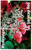 HYDRANGEA Lacecap Red