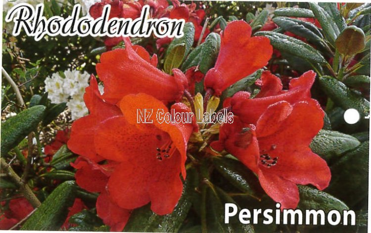 RHODODENDRON Persimmon - Click Image to Close