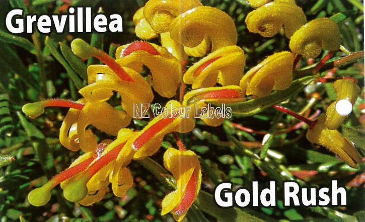 GREVILLEA Gold Rush - Click Image to Close