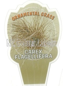 CAREX Flagellifera - Click Image to Close