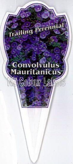 CONVOLVULUS mauritanicus - Click Image to Close