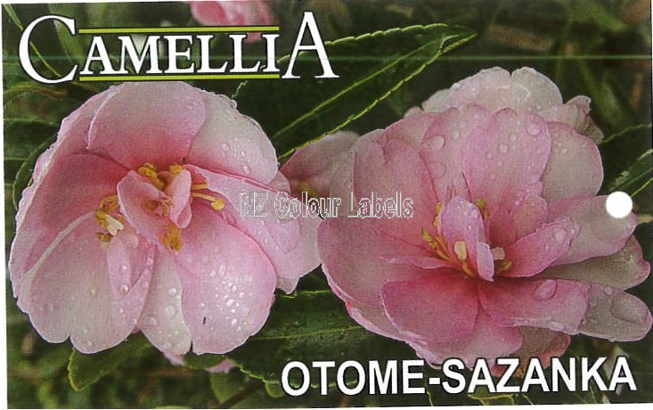 CAMELLIA Otame-Sazanku - Click Image to Close