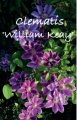 CLEMATIS WILLIAM KEAY