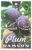 PLUM Damson