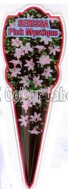 SERISSA Pink Mystique - Click Image to Close