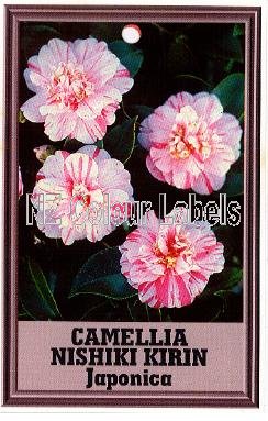 CAMELLIA Nishiki Kirin Japonica - Click Image to Close