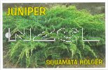 JUNIPERUS squamata HOLGER