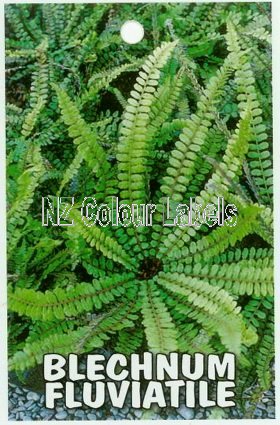 BLECHNUM fluviatile - Click Image to Close