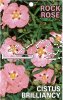 CISTUS Brilliancy [Rock Rose]