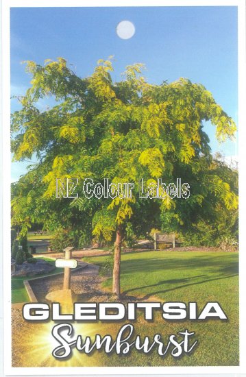 GLEDITSIA triacanthos SUNBURST - Click Image to Close