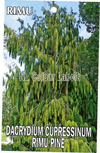 DACRYDIUM cupressinum - Click Image to Close