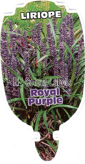 LIRIOPE Royal Purple - Click Image to Close