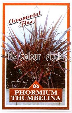 PHORMIUM Thumbelina - Click Image to Close