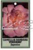 CAMELLIA Barbara Woodroof Japonica