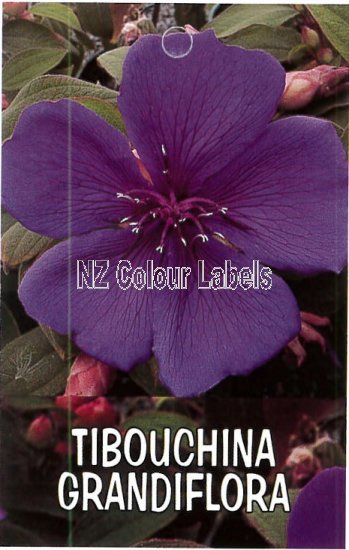 TIBOUCHINA grandiflora - Click Image to Close