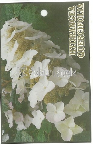 Hydrangea Quercifolia - Click Image to Close