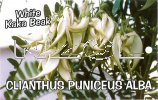 CLIANTHUS puniceus Alba