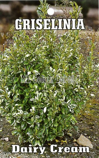 GRISELINIA littoralis "Dairy Cream" - Click Image to Close