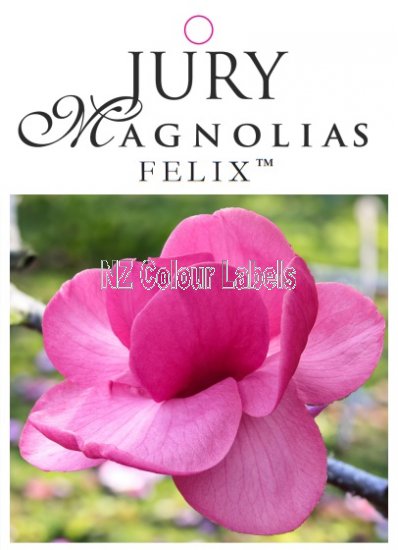 MAGNOLIA FELIX - Click Image to Close