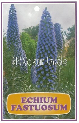 ECHIUM fastuosum - Click Image to Close