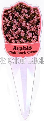 ARABIS Pink Rock Cress - Click Image to Close