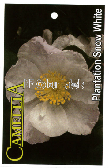 CAMELLIA Plantation Snow White - Click Image to Close