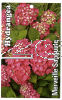 HYDRANGEA Merveille Sanguine