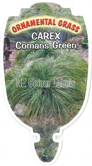 CAREX comans GREEN - Click Image to Close