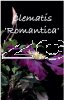 CLEMATIS ROMANTICA