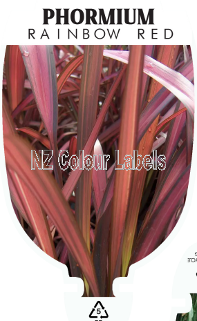 PHORMIUM RAINBOW RED - Click Image to Close