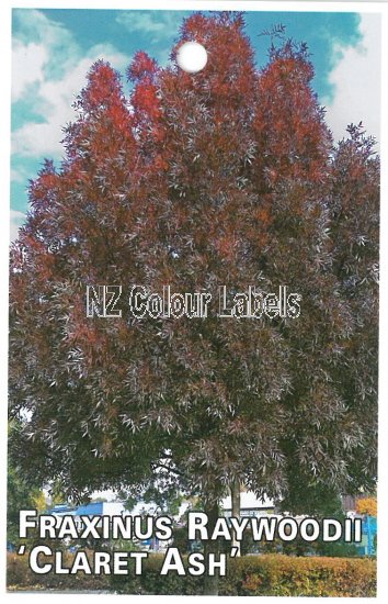 FRAXINUS oxycarpa Raywoodii - Click Image to Close