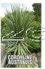 CORDYLINE australis [Cabbage Tree]