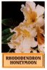 RHODODENDRON Honeymoon