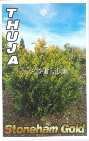 THUJA plicata 'Stoneham Gold' - Click Image to Close