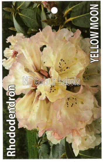 RHODODENDRON Yellow Moon - Click Image to Close