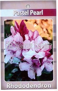 RHODODENDRON Pastel Pearl - Click Image to Close