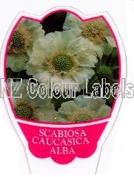 SCABIOSA caucasia Alba - Click Image to Close