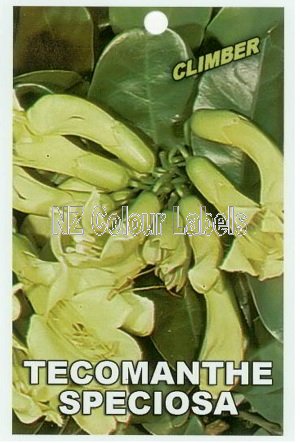 TECOMANTHE speciosa - Click Image to Close