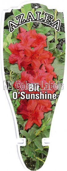 AZALEA Evergreen BIT O'SUNSHINE - Click Image to Close