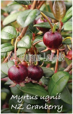 MYRTUS Ugnii [NZ Cranberry] - Click Image to Close