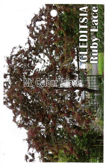 GLEDITSIA Ruby Lace - Click Image to Close