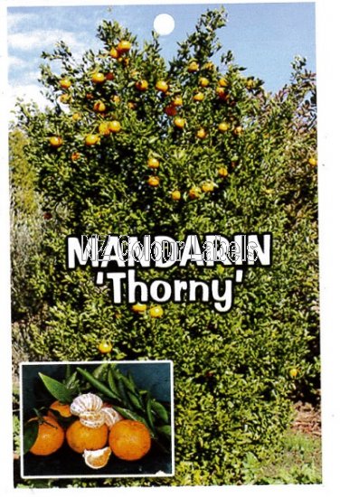 MANDARIN Thorny - Click Image to Close