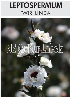 LEPTOSPERMUM Wiri Linda - Click Image to Close