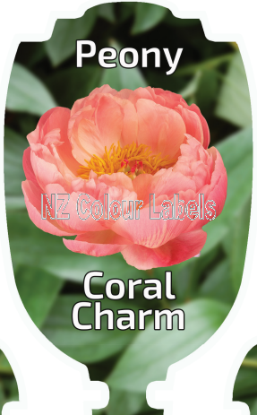 PAEONIA CORAL CHARM - Click Image to Close