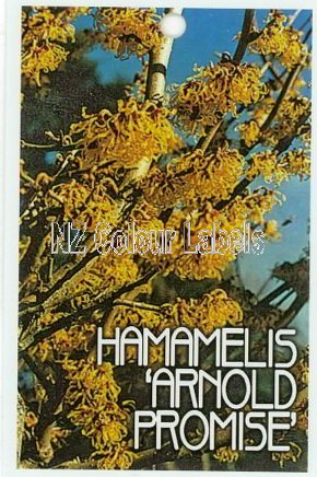 HAMAMELIS Arnold Promise - Click Image to Close