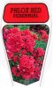 PHLOX Red Perennial