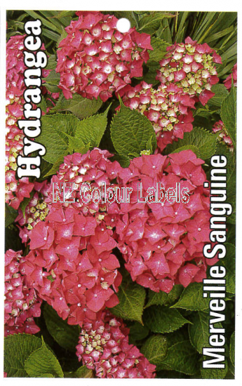 HYDRANGEA Merveille Sanguine - Click Image to Close